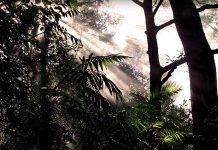 Ecopsicologia, Ecologia profonda ed ecoalfabetizzazione