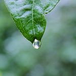 close-up-of-leaf-with-raindrop
