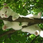 cat-nature-relax-relaxation-rest-favorite-place