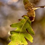 Oak Leaves and Acorns-Double-Quercus-pyrenaica-La Lobera-4916-IES-Congreso-Spain-2019-Julianne-Skai-Arbor-TKAwebWM