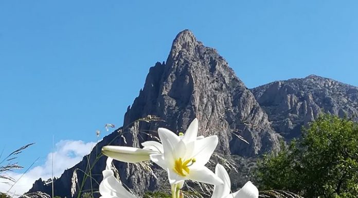 «Pensar como una montaña»