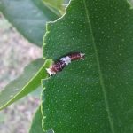 Swallowtail caterpillar
