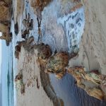 Tathra creek running into sea
