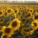sunflowers
