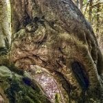 Face in Beech tree-Japan-E2237-155dpi