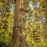 Grandpa Sugi- Jiji Sugi- Mt. Hagaro Shinto Shrine-TreeGirl-Japan 2019-2745-155dpi