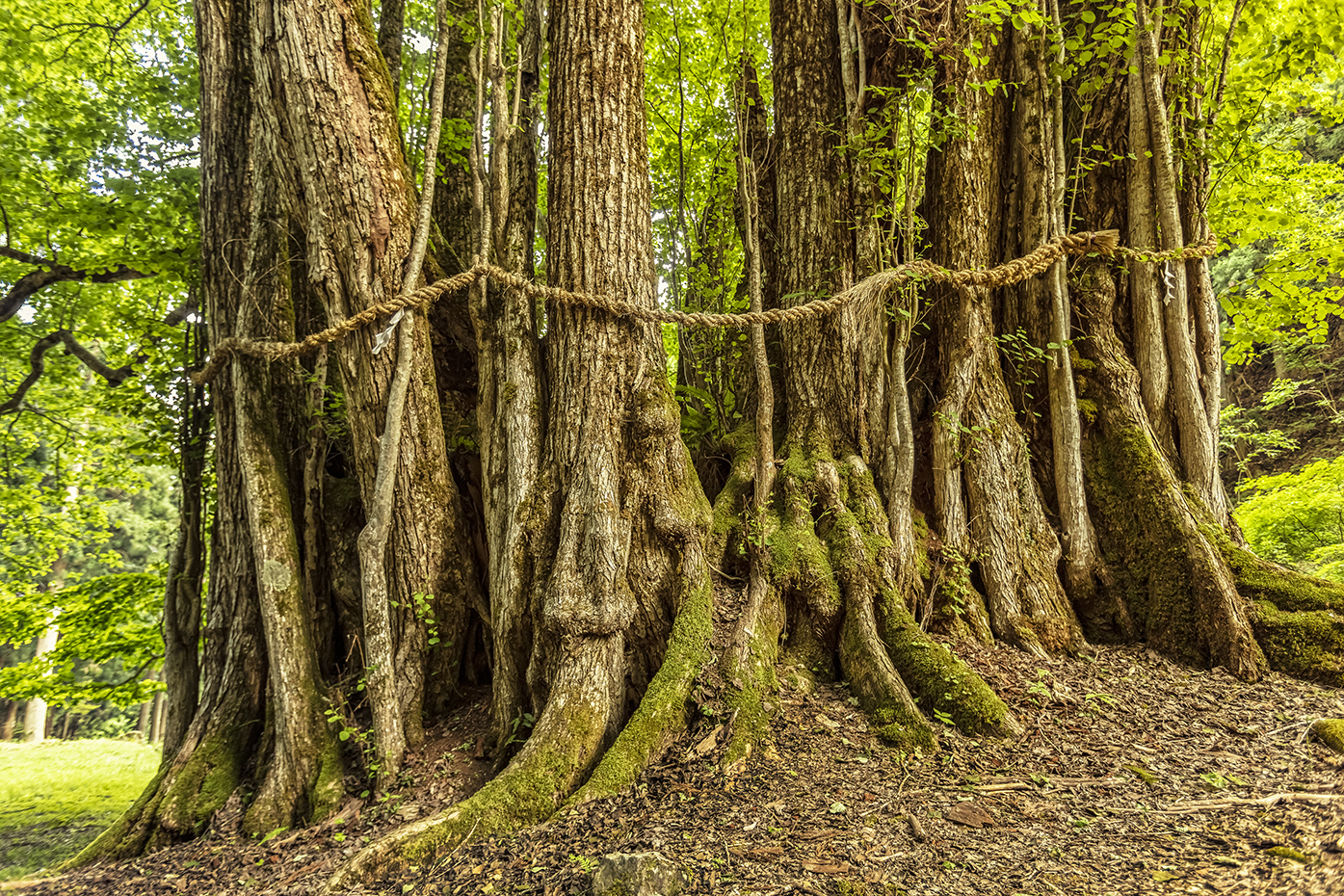 The Phenomenality of Japan's Sacred Shinto Trees - IES