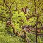Okusu Dragon Limb-Shi Shi Camphor-TreeGirl-Japan 2019-3683-155dpi