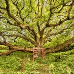 Okusu-ShiShi Camphor Itself-no post-Fix-TreeGirl-Japan 2019-3674-11-27-19-155dpi