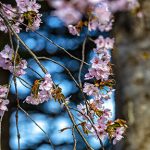 Sakura against trunk-72dpi