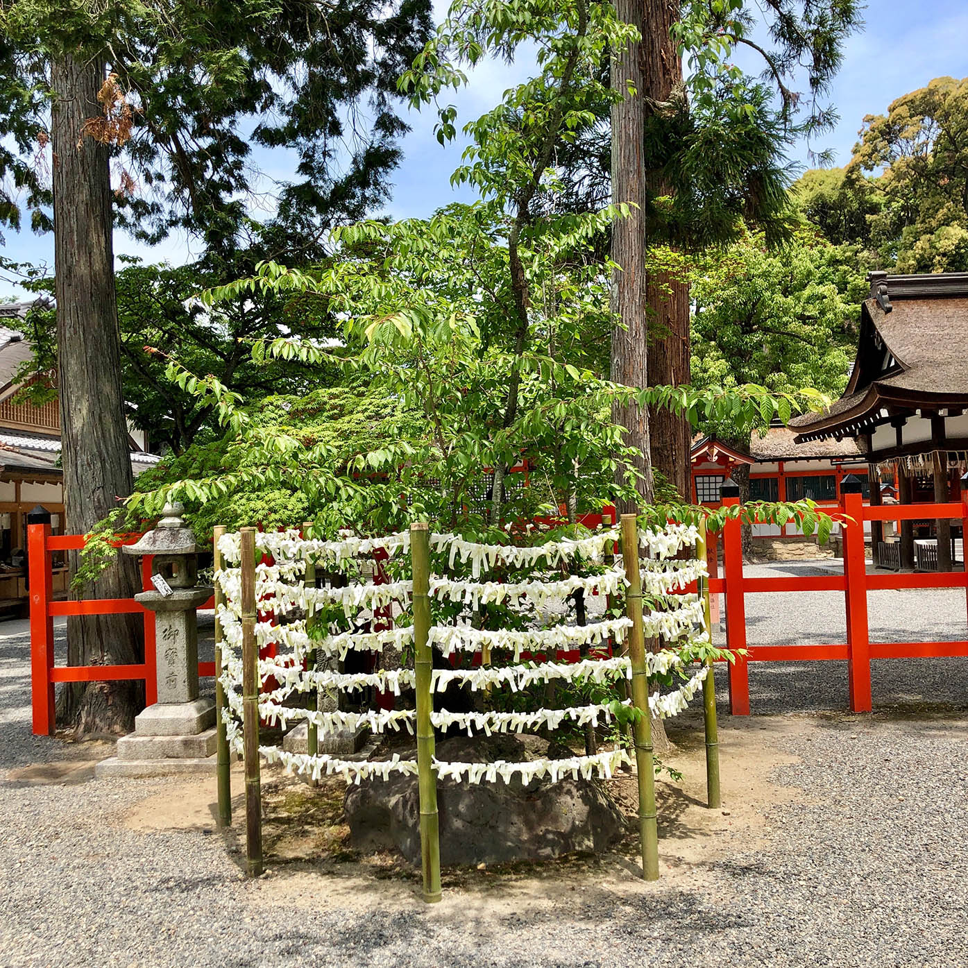 The Phenomenality of Japan's Sacred Shinto Trees - IES