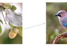 Seeing the invisible through knowledge: the role of ecological literacy in the perception of nature Photos from unsplash.com