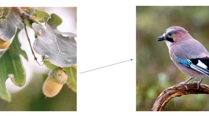 Seeing the invisible through knowledge: the role of ecological literacy in the perception of nature Photos from unsplash.com