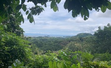 Luz de bosque que respira