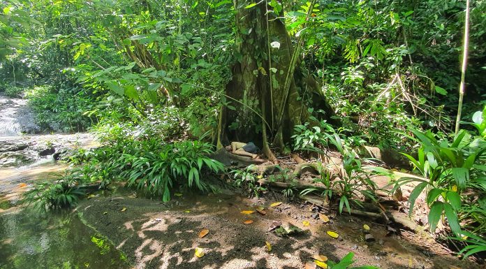 Todo en la Naturaleza es un Vientre