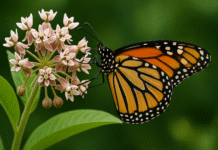 Espacios de Simbiosis en la Práctica: Integrando la Ecopsicología en la Vida Cotidiana