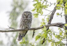 4ta Conversación Profunda 2025: Prácticas de Chamanismo en la Ecopsicología Contemporánea