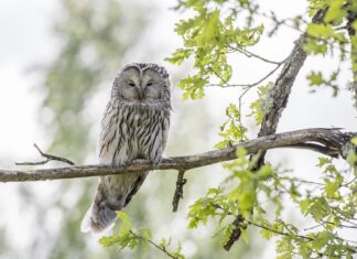 4ta Conversación Profunda 2025: Prácticas de Chamanismo en la Ecopsicología Contemporánea