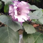 Datura stramonium
